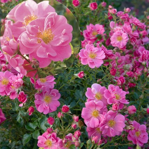 Rosa 'Bienenweide' - Roos 'Bienenweide' 